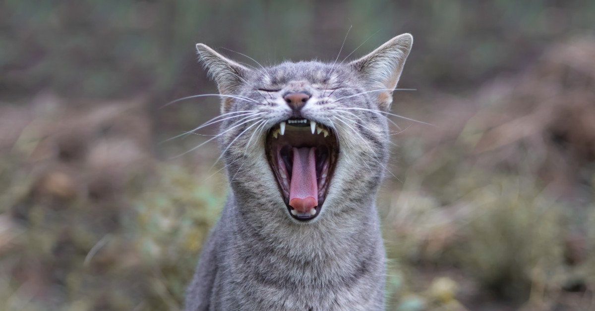 The Importance Of Brushing Your Pet’s Teeth Steel City Emergency Vets