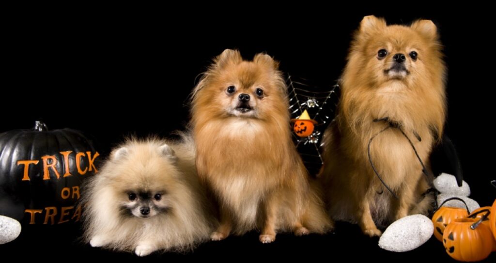 How To Keep Your Pets Safe This Halloween Steel City Emergency Vets