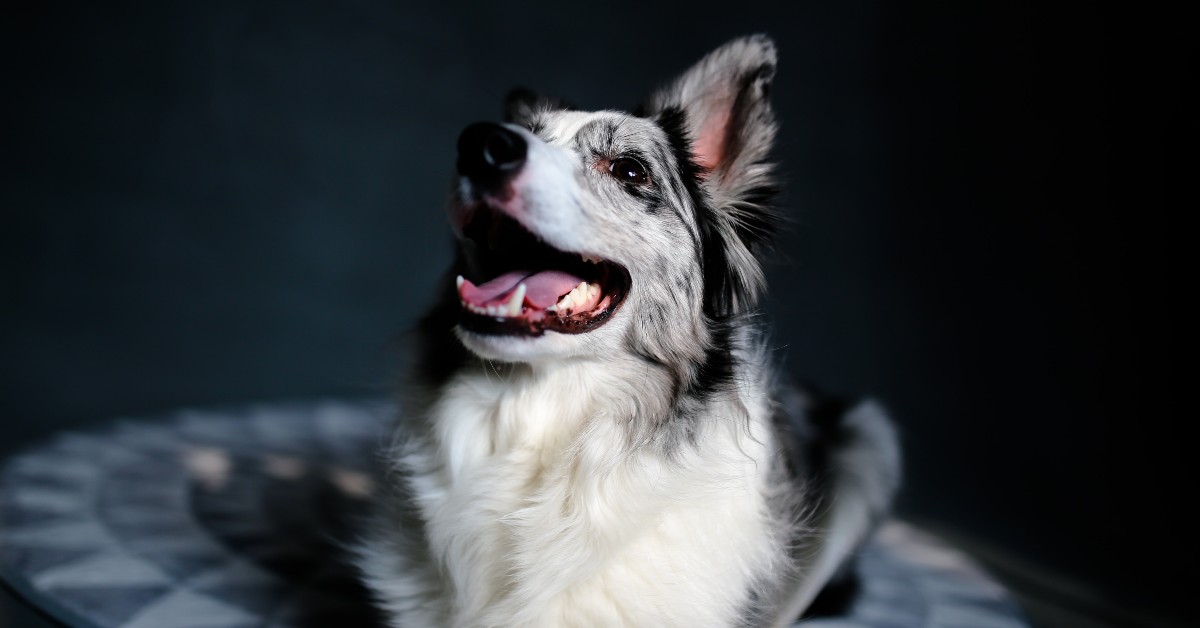 3 Ways To Clean Your Pet’s Teeth Steel City Emergency Vets