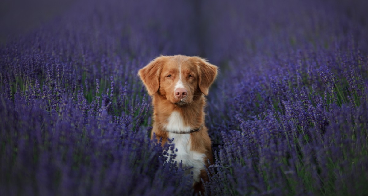  Plants Poisonous To Your Pet: Spring Edition