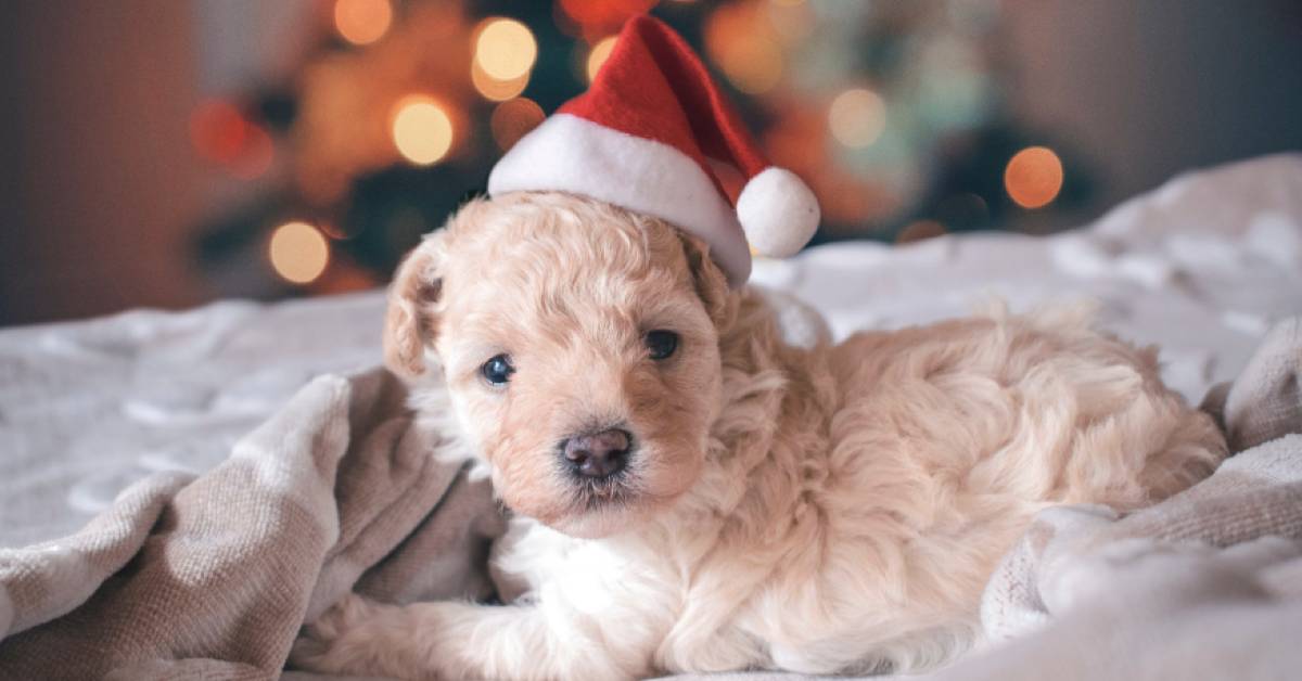 What Your Pet Wants In Their Stocking This Christmas - Steel City Emergency  Vets