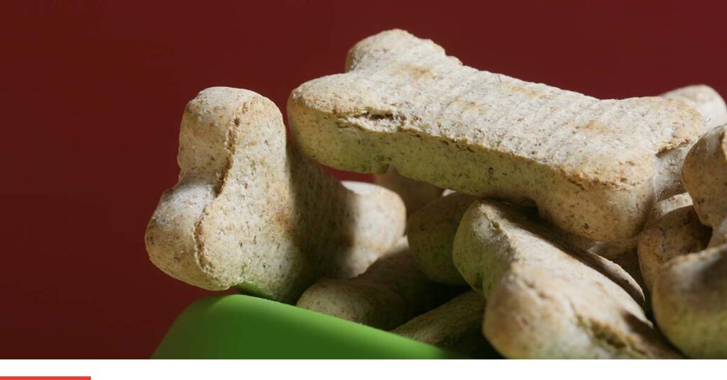 Tips for Entertaining an Injured Pet Steel City Emergency Vets