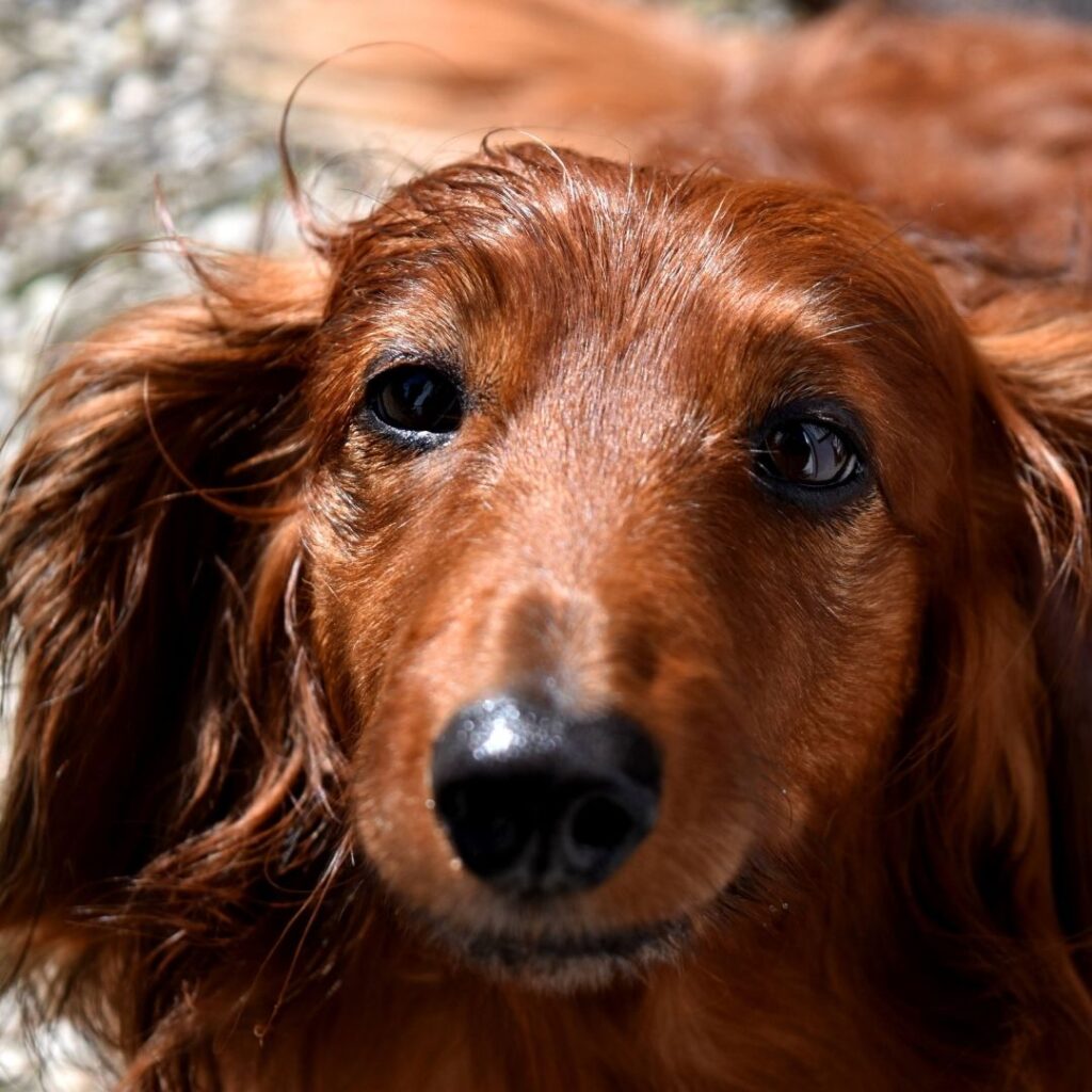 The Importance Of 24/7 Emergency Service For Your Pet Steel City