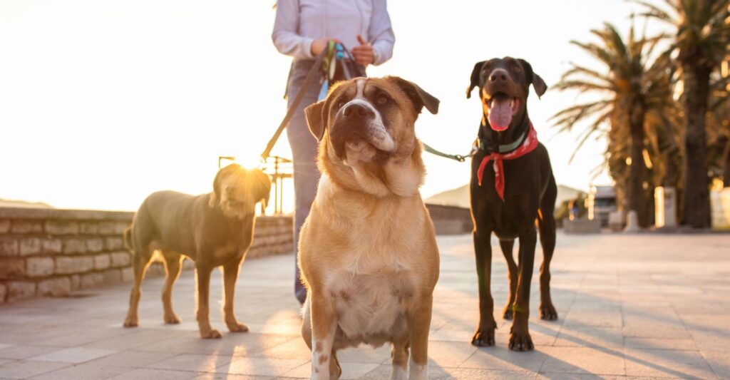 Dogs on walk