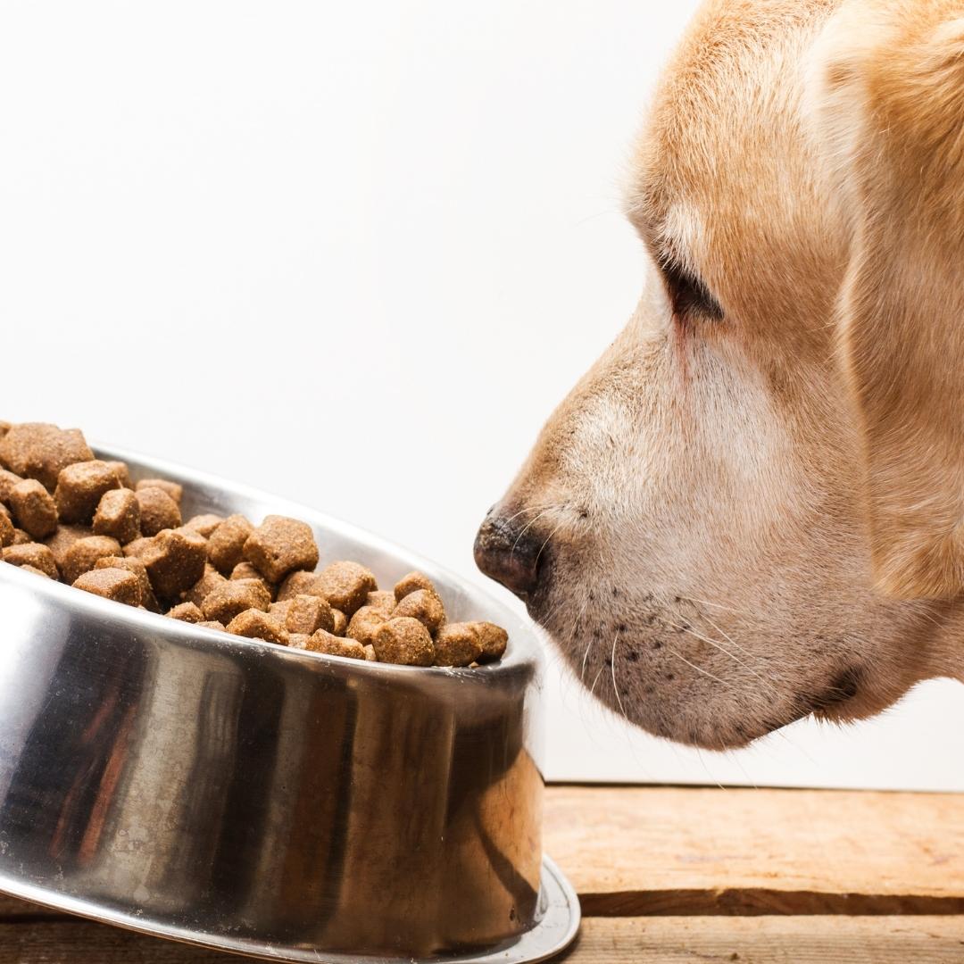 Dog looking at food