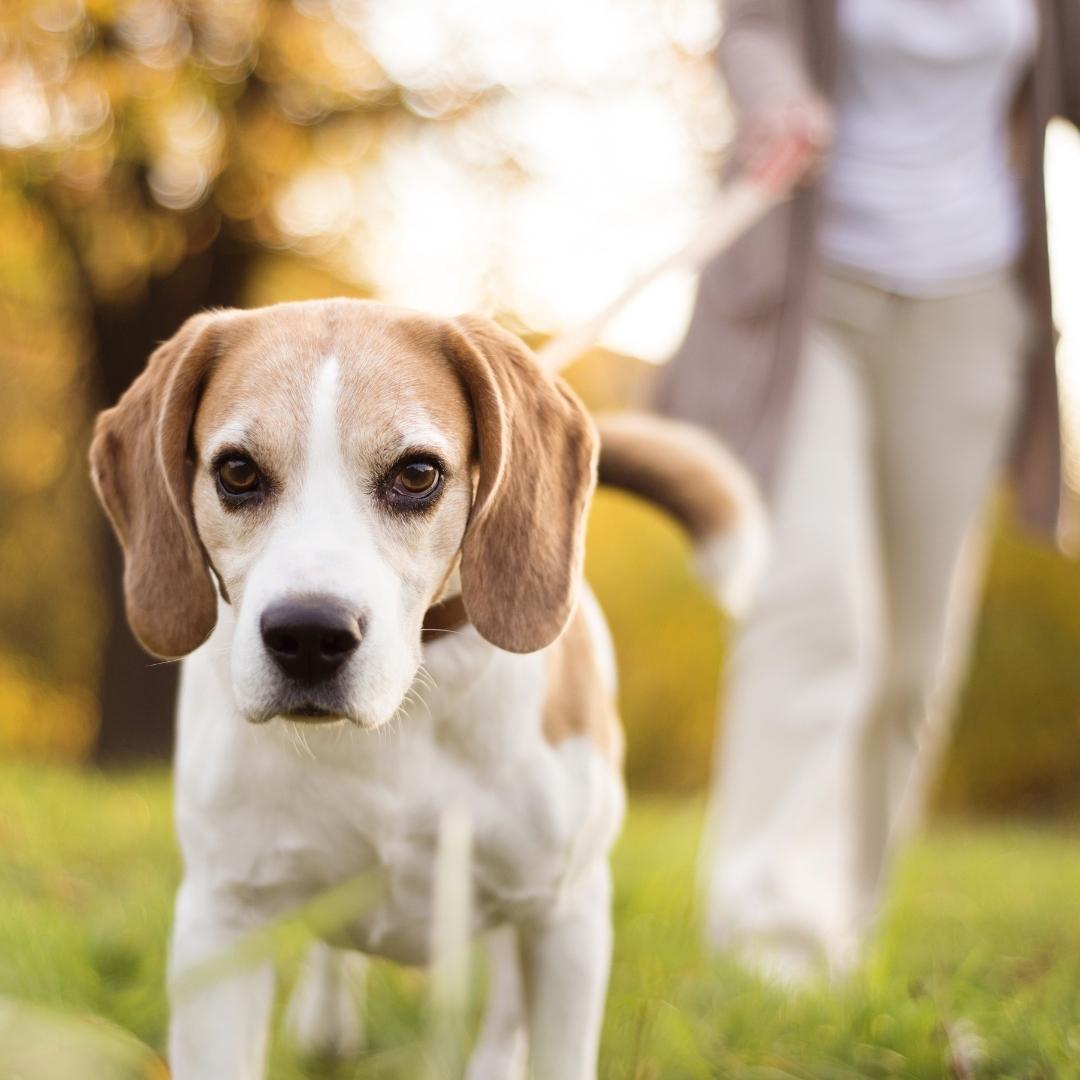 Dog on walk