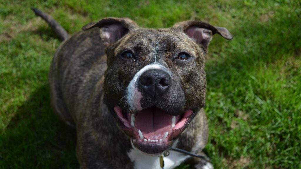 happy doggo