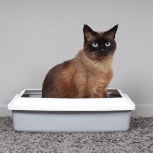 cat in litter box