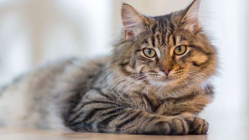 cat laying down