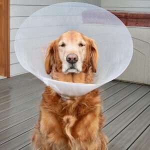 dog wearing cone