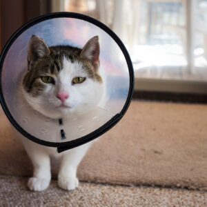 cat wearing cone