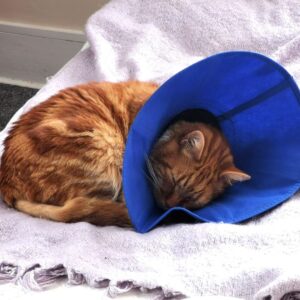 cat sleeping in soft cone