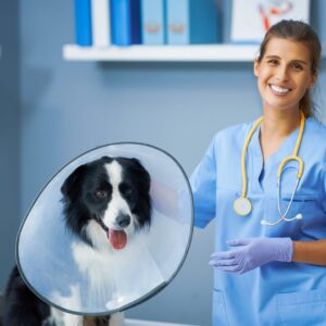dog at vet in cone