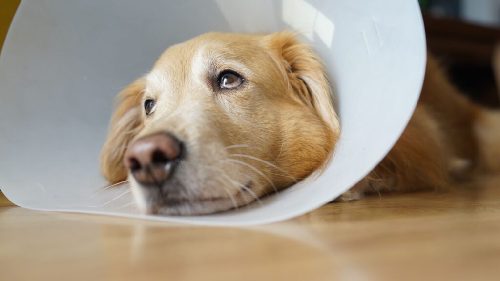 dog wearing cone