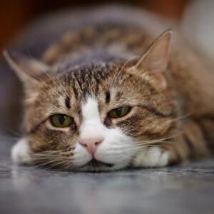 cat laying down