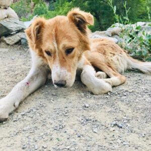 dog with scrape on leg