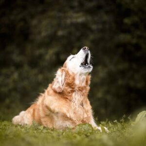 dog howling