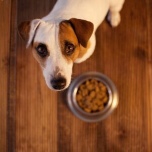 dog eating food
