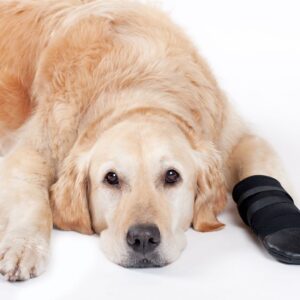 dog with injury