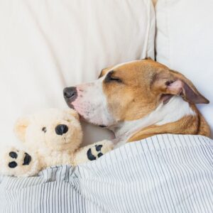 dog in bed