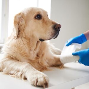 dog getting wound care