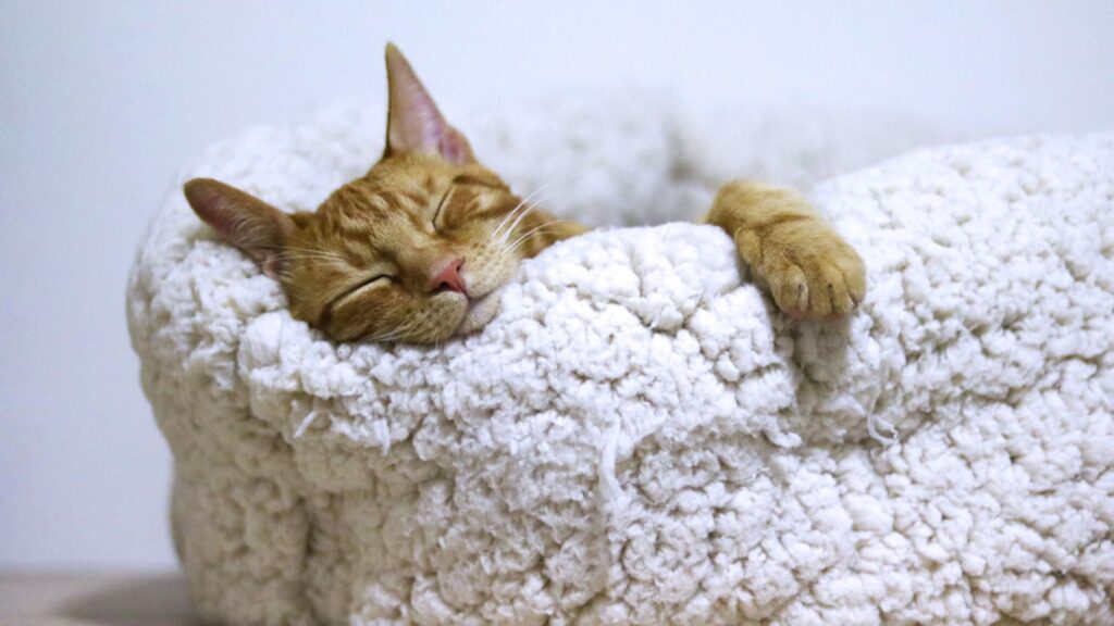 sleeping cat