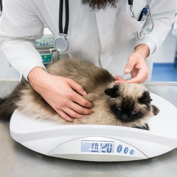 A Guide to Pet First Aid Kits Learn More