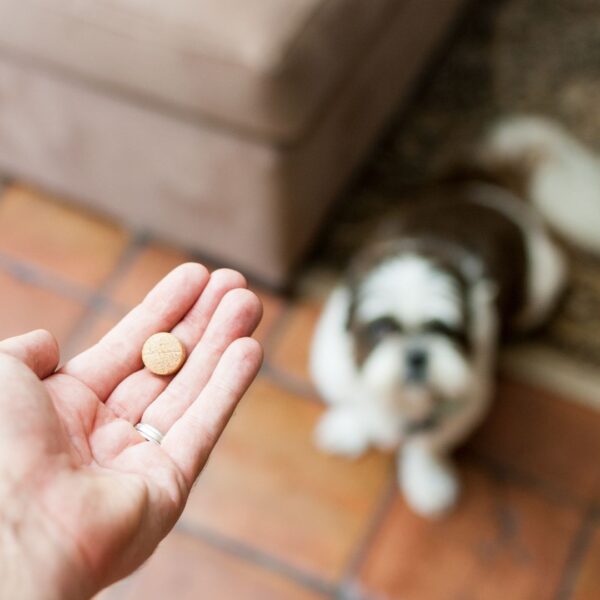 Dog and its medication