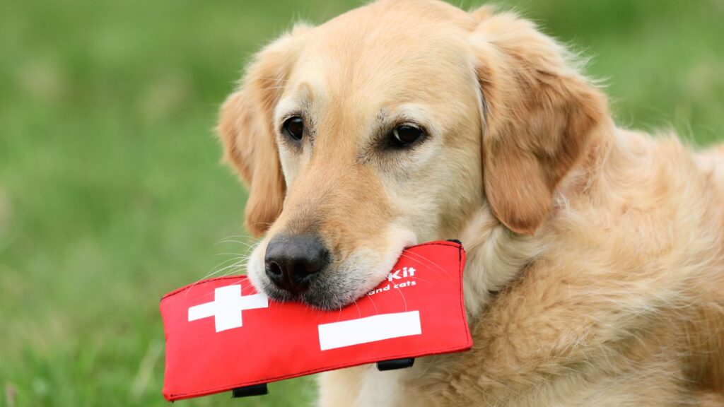 Dog holding a first aid kit in its mouth