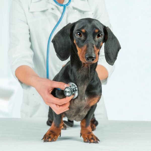 dog at emergency vet