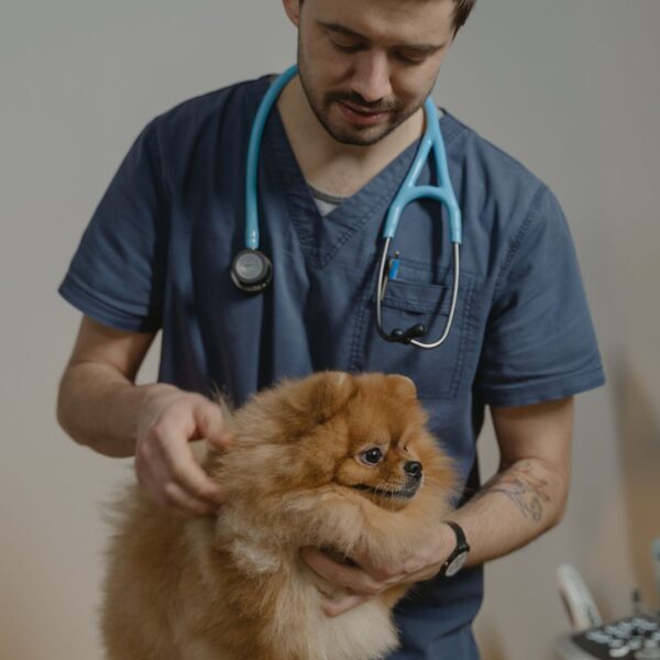 dog at emergency vet