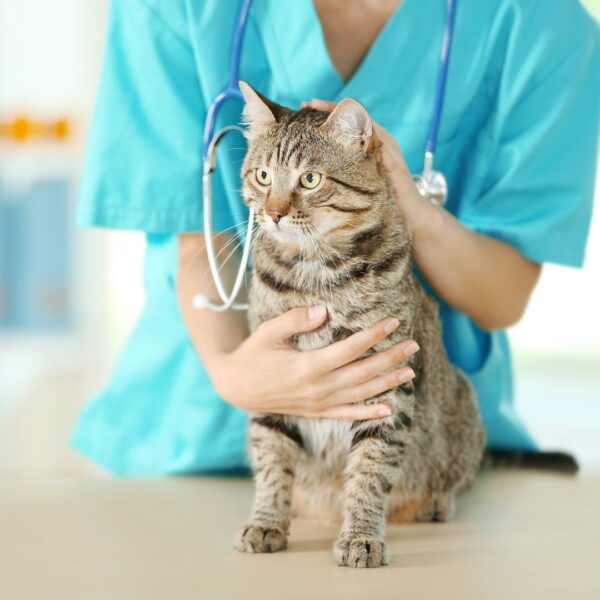 cat at emergency vet