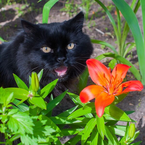 cat with a lily