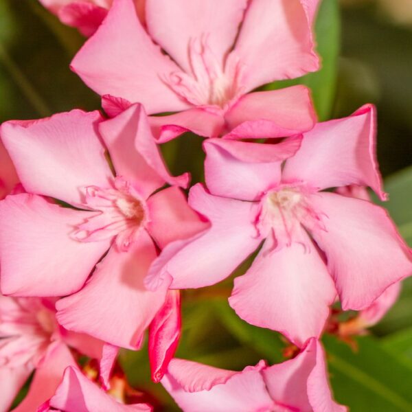 Oleander Plants