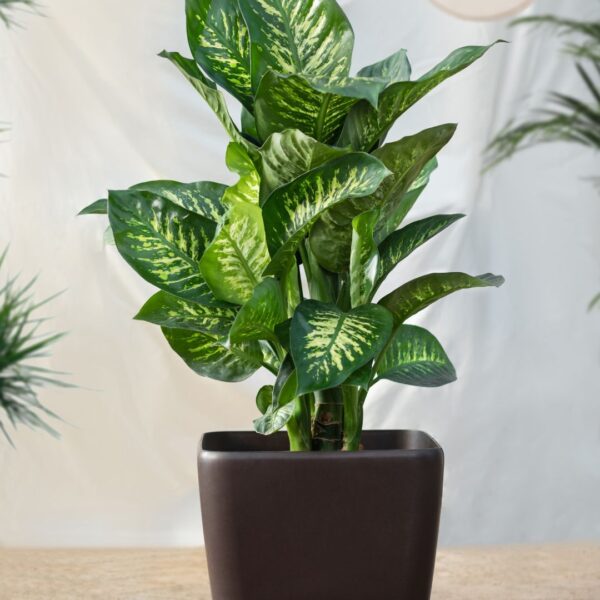 Dieffenbachia (Dumb Cane)