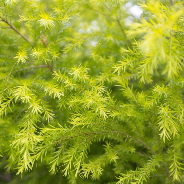 Asparagus Fern