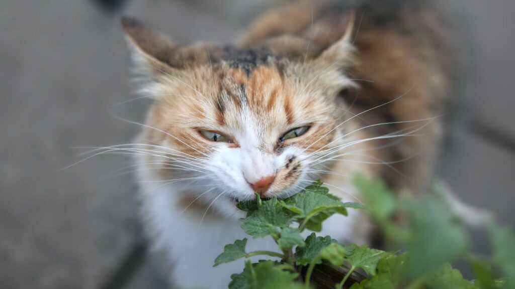 cat chewing on plant