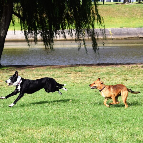 Dogs at a dog park