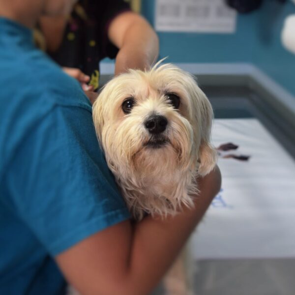 A dog with a cut