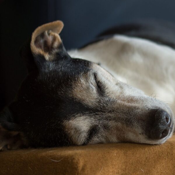 A tired old dog