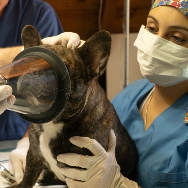 A vet working with a dog