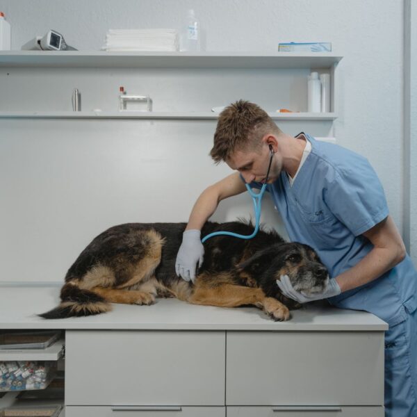 A vet working on a dog