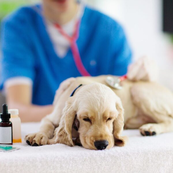 A dog at the vet