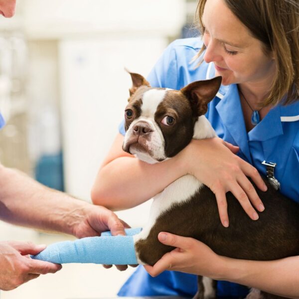 A dog getting a cast 