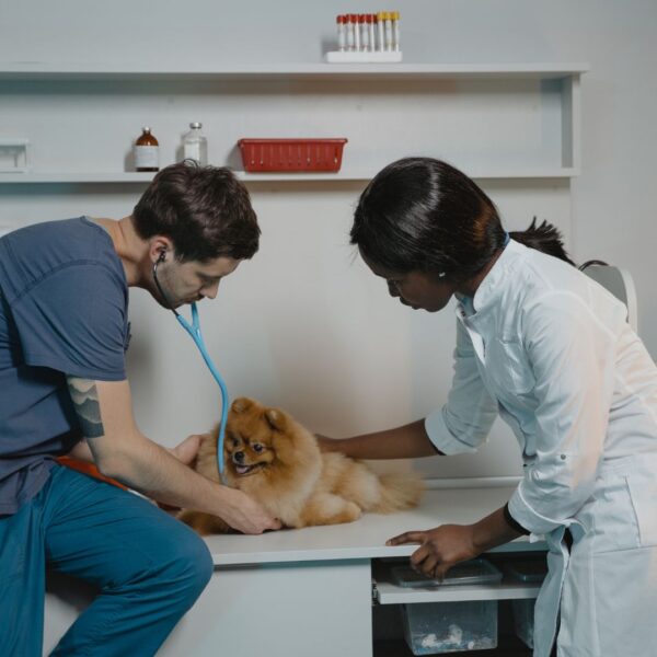 Veterinarians performing emergency service