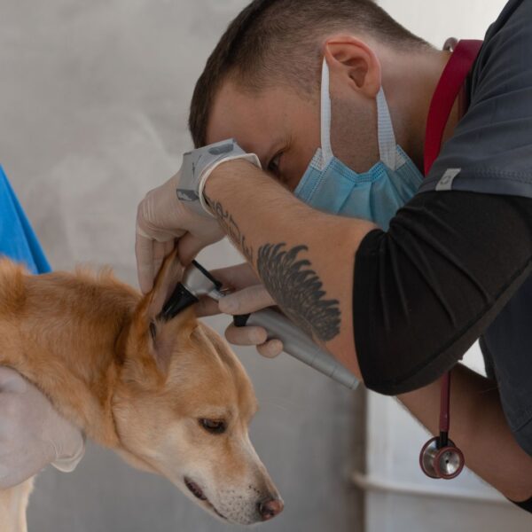 A dog getting it's ears checked by a vet