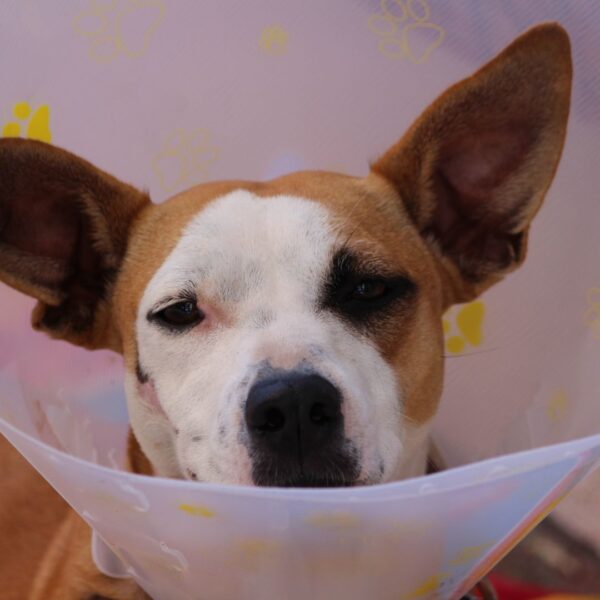 A dog with a head injury