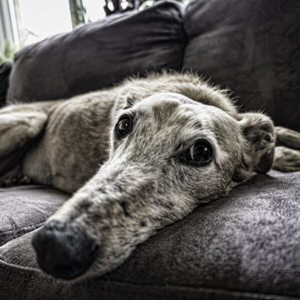 An old dog