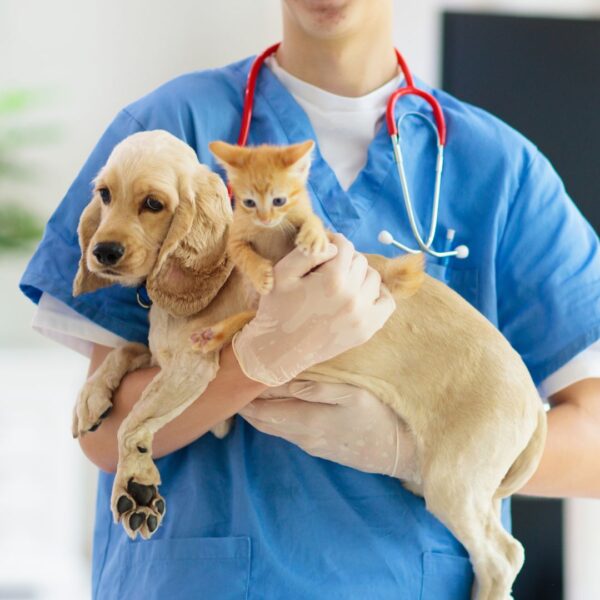 A vet holding animals