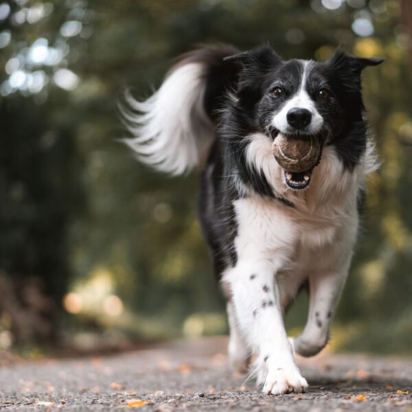 A dog out in the woods